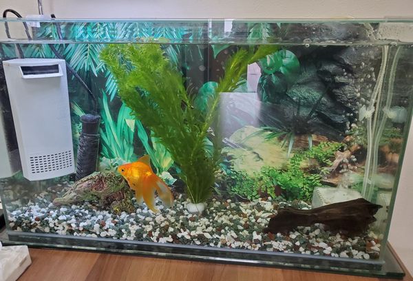 金魚