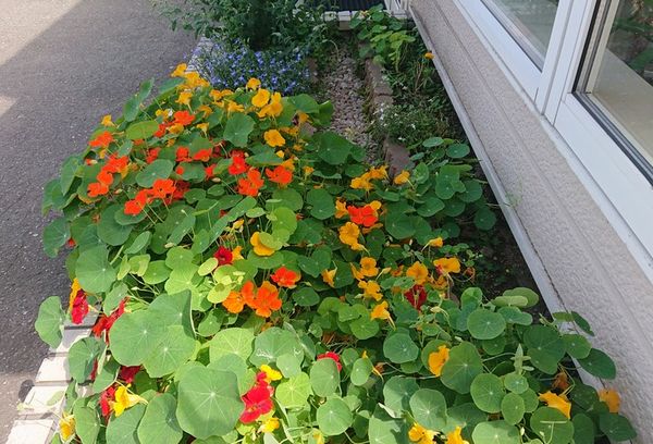 お花