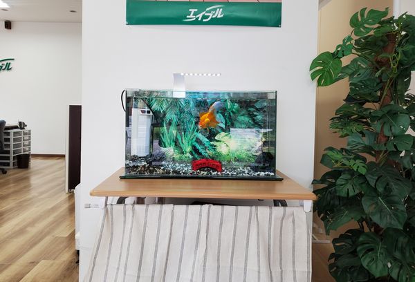 金魚