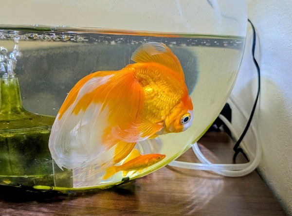 ペット