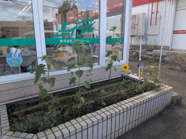 清田店のひまわり