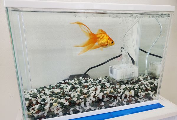金魚