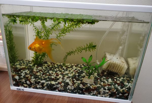 金魚